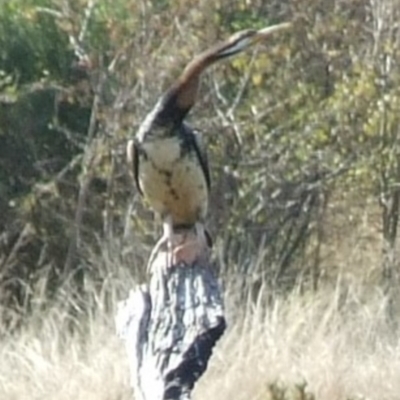 Anhinga novaehollandiae (Australasian Darter) at Campbellfield, VIC - 15 Apr 2007 by WendyEM