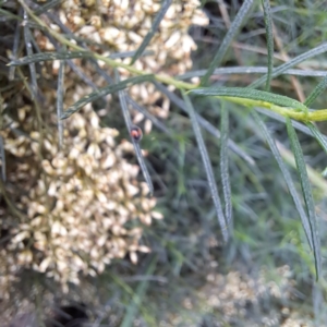 Diomus notescens at Watson, ACT - 6 Mar 2024