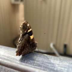 Vanessa itea (Yellow Admiral) at ANU Baldessin Precinct - 6 Mar 2024 by JohnGiacon