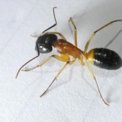 Camponotus consobrinus (Banded sugar ant) at Emu Creek - 5 Mar 2024 by JohnGiacon