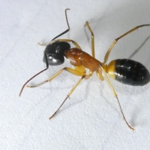 Camponotus consobrinus at Emu Creek Belconnen (ECB) - 5 Mar 2024