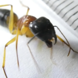 Camponotus consobrinus at Emu Creek Belconnen (ECB) - 5 Mar 2024 08:30 PM