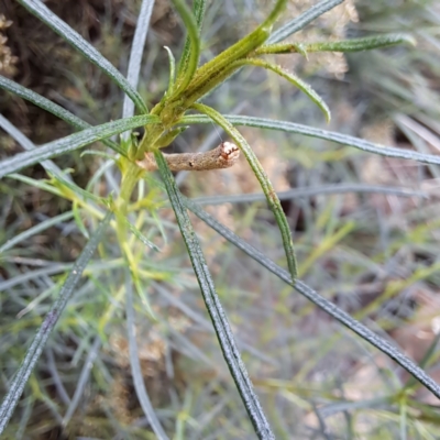 Ectropis (genus) immature at Watson, ACT - 6 Mar 2024 by abread111