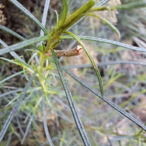 Ectropis (genus) immature at Watson, ACT - 6 Mar 2024