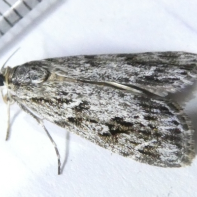 Scoparia philonephes (A Crambid moth) at Emu Creek Belconnen (ECB) - 5 Mar 2024 by JohnGiacon