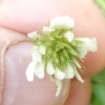Trifolium repens (White Clover) at Emu Creek Belconnen (ECB) - 5 Mar 2024 by JohnGiacon
