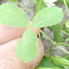 Trifolium repens at Emu Creek Belconnen (ECB) - 6 Mar 2024