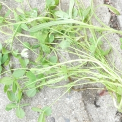 Trifolium repens at Emu Creek Belconnen (ECB) - 6 Mar 2024 07:38 AM