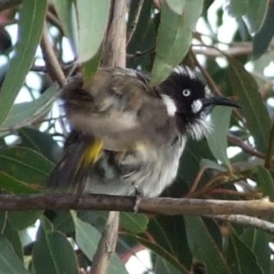 Phylidonyris novaehollandiae (New Holland Honeyeater) at Campbellfield, VIC - 15 Apr 2007 by WendyEM