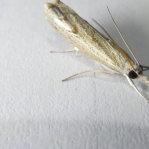 Culladia cuneiferellus at Emu Creek Belconnen (ECB) - 6 Mar 2024