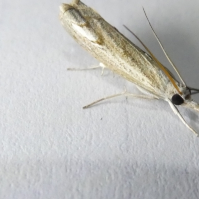 Culladia cuneiferellus (Crambinae moth) at Emu Creek - 6 Mar 2024 by JohnGiacon