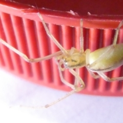 Cheiracanthium gracile (Slender sac spider) at Emu Creek - 6 Mar 2024 by JohnGiacon
