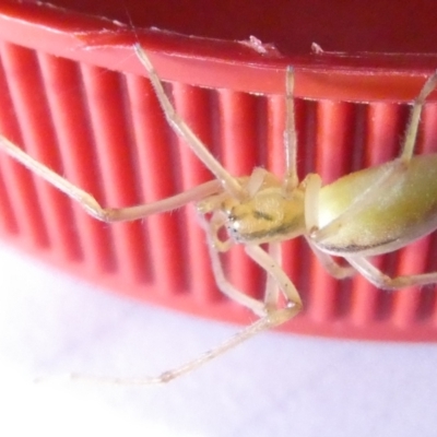 Cheiracanthium gracile (Slender sac spider) at Flea Bog Flat to Emu Creek Corridor - 6 Mar 2024 by JohnGiacon