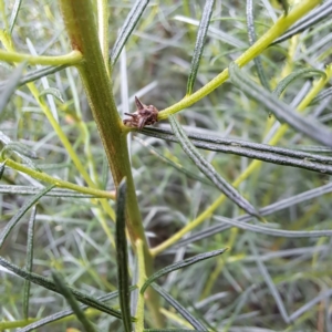 Acanthuchus trispinifer at Watson, ACT - 6 Mar 2024