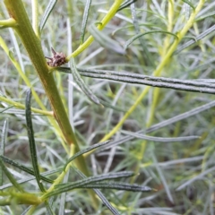 Acanthuchus trispinifer at Watson, ACT - 6 Mar 2024