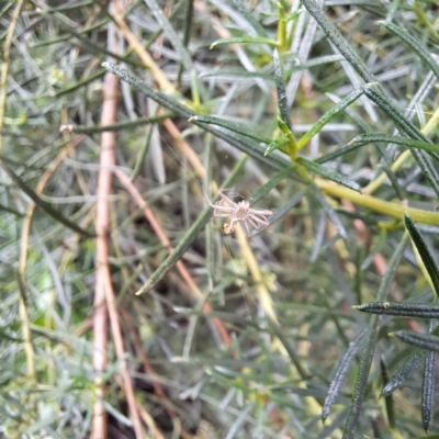 Unidentified Huntsman spider (Sparassidae) at Watson, ACT - 6 Mar 2024 by abread111