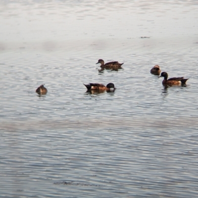 Anas castanea (Chestnut Teal) at Finley, NSW - 6 Mar 2024 by Darcy