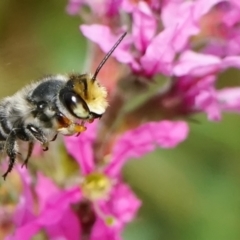 Megachile (Eutricharaea) maculariformis (Gold-tipped leafcutter bee) at Acton, ACT - 5 Mar 2024 by DonTaylor