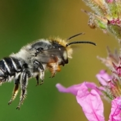 Megachile (Eutricharaea) maculariformis at ANBG - 6 Mar 2024