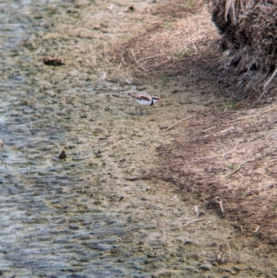 Charadrius melanops (Black-fronted Dotterel) at Finley, NSW - 6 Mar 2024 by Darcy