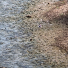 Charadrius melanops at Finley, NSW - 6 Mar 2024