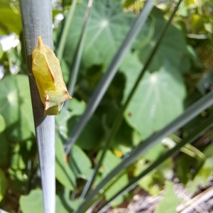 Pieris rapae at Watson, ACT - 6 Mar 2024