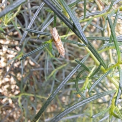 Hellula hydralis (Cabbage Centre Moth) at Watson, ACT - 5 Mar 2024 by abread111