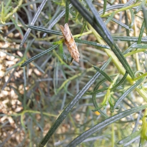 Hellula hydralis at Watson, ACT - 6 Mar 2024 10:27 AM