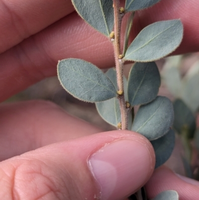 Acacia brachybotrya (Grey Mulga, Grey Wattle) at Berrigan, NSW - 6 Mar 2024 by Darcy