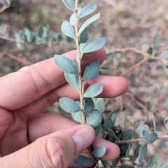 Acacia brachybotrya at Berrigan, NSW - 6 Mar 2024