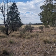 Acacia brachybotrya at Berrigan, NSW - 6 Mar 2024