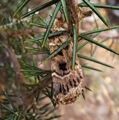 Proteuxoa sanguinipuncta at Watson, ACT - 6 Mar 2024