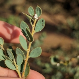 Acacia brachybotrya at Berrigan, NSW - 6 Mar 2024