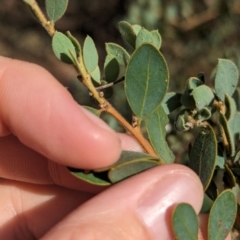 Acacia brachybotrya at Berrigan, NSW - 6 Mar 2024