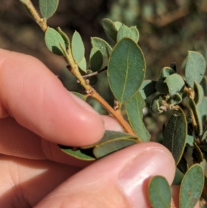 Acacia brachybotrya at Berrigan, NSW - 6 Mar 2024