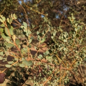 Acacia brachybotrya at Berrigan, NSW - 6 Mar 2024