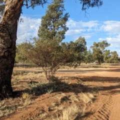 Acacia brachybotrya at Berrigan, NSW - 6 Mar 2024