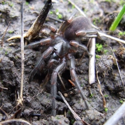 Mygalomorphae (infraorder) at Reservoir, VIC - 4 Jul 2007 by WendyEM