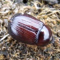 Unidentified Scarab beetle (Scarabaeidae) at Reservoir, VIC - 4 Jul 2007 by WendyEM