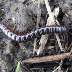 Unidentified Millipede (Diplopoda) at Reservoir, VIC - 4 Jul 2007 by WendyEM