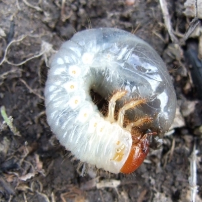 Scarabaeidae (family) at Reservoir, VIC - 4 Jul 2007 by WendyEM