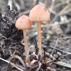 Unidentified Cap on a stem; gills below cap [mushrooms or mushroom-like] at Reservoir, VIC - 4 Jul 2007 by WendyEM