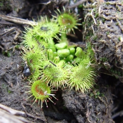 Drosera (genus) (A Sundew) at Reservoir, VIC - 4 Jul 2007 by WendyEM