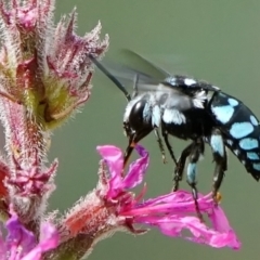 Thyreus caeruleopunctatus (Chequered cuckoo bee) at Acton, ACT - 5 Mar 2024 by DonTaylor