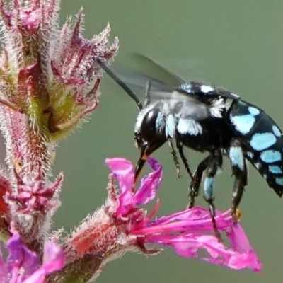 Thyreus caeruleopunctatus (Chequered cuckoo bee) at ANBG - 5 Mar 2024 by DonTaylor