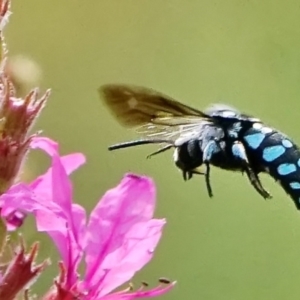 Thyreus caeruleopunctatus at ANBG - 6 Mar 2024