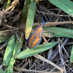 Amorbus alternatus (Eucalyptus Tip Bug) at Mount Ainslie - 7 Mar 2024 by SilkeSma