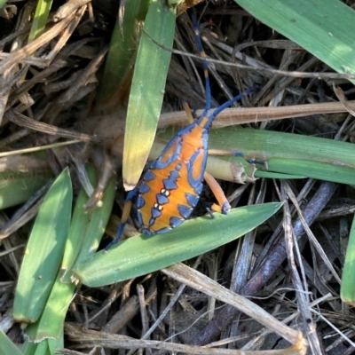 Amorbus alternatus (Eucalyptus Tip Bug) at Mount Ainslie - 7 Mar 2024 by SilkeSma