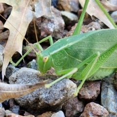 Caedicia simplex (Common Garden Katydid) at Lyneham, ACT - 6 Mar 2024 by trevorpreston