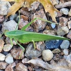 Caedicia simplex at Sullivans Creek, Lyneham South - 7 Mar 2024 10:41 AM